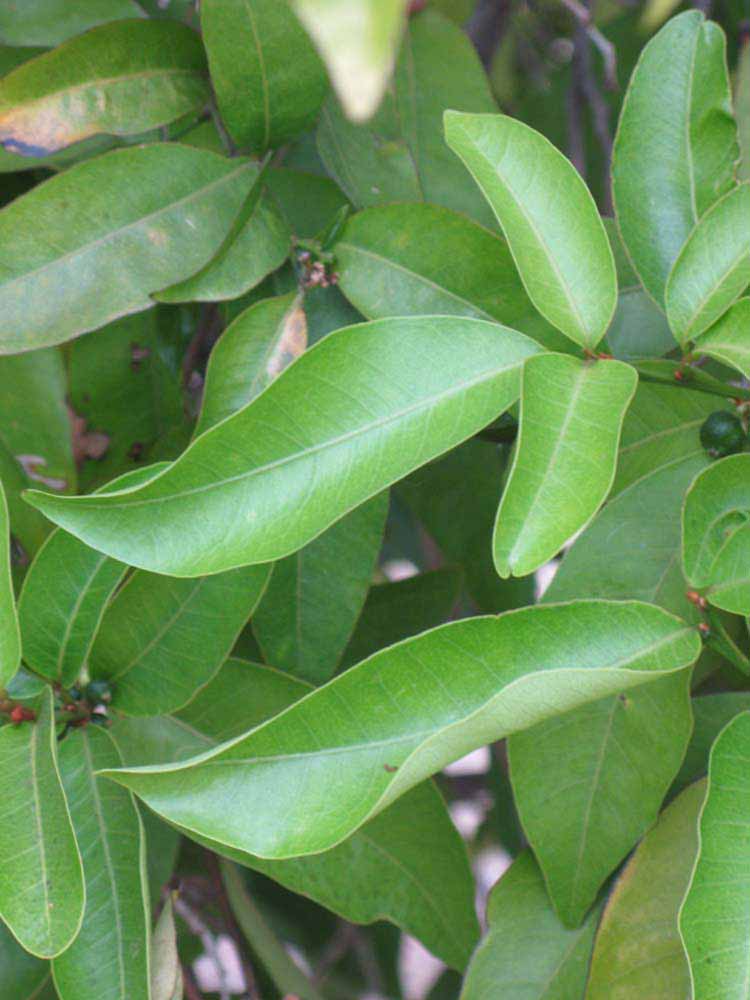            Shade leaves (Riverside, CA)   